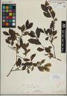 Foto von Salix myrsinifolia Salisb.
